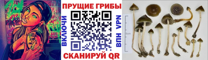 Псилоцибиновые грибы Psilocybine cubensis  где продают   Родники 